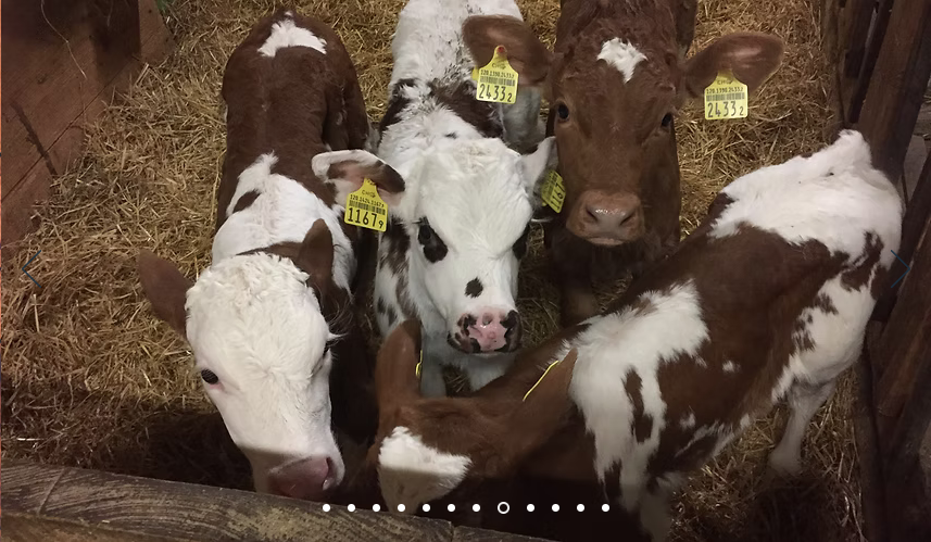 fldskég lfdk skfépgk sdpfkg èpsdfikègpki dfè pg èdfps ogèpdofè pgo dèfpogèd